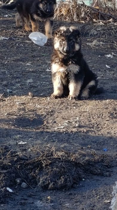 Щенок немецкой овчарки