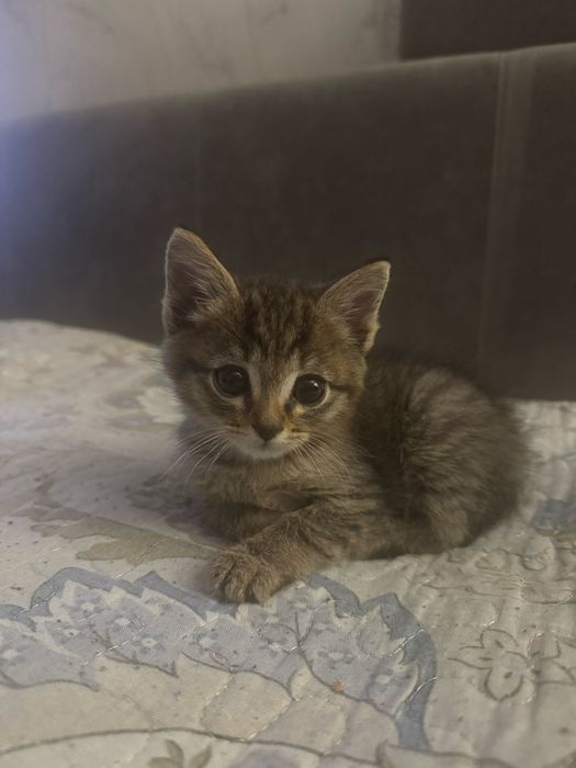 котенок девочка ищет дом