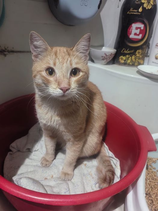 Красивый котейка