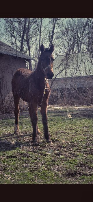 Обмен айғырға көкпар көрген