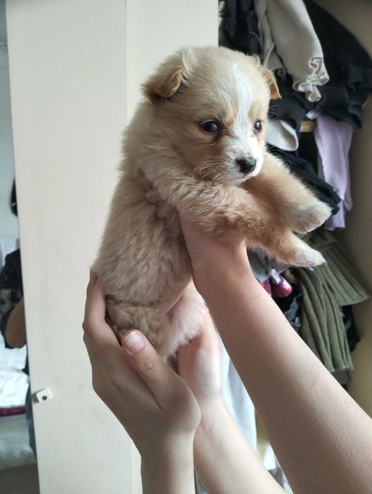 Микро-щенок, дизайнерский метис (в типе мальтипу)