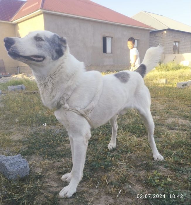 Алабай(8 мечсяцев)
