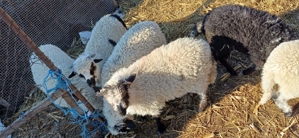 Miel , miei pentru paste