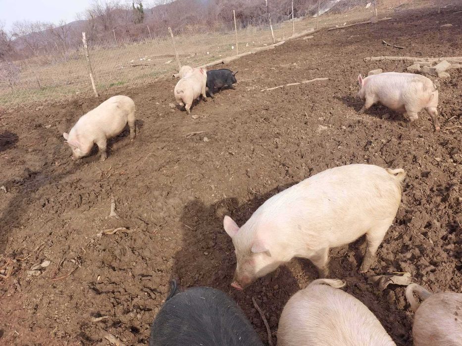 Продавам виетнамски прасета