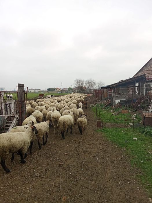 Vând oi țurcane ..….