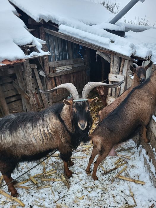 Țap  de vânzare cu genetică bună