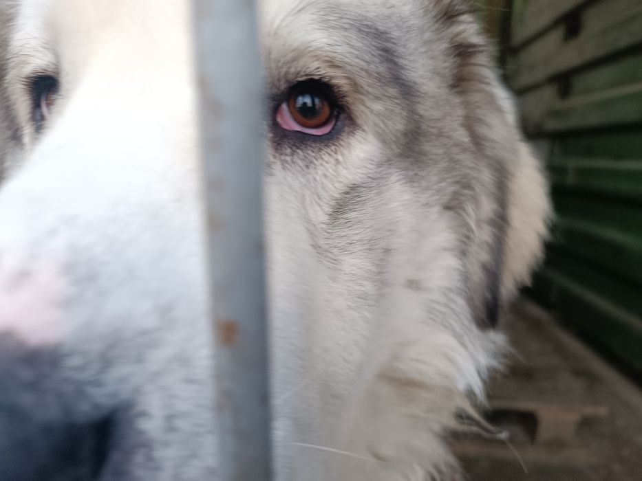 Продаются собаки .порода алабай