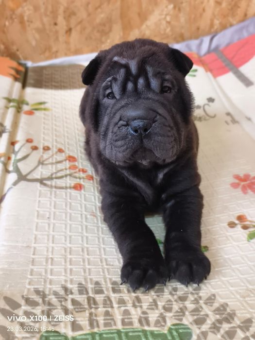 Шикарные щенки шарпея.