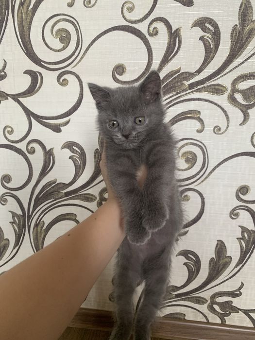 Продаётся британский котенок