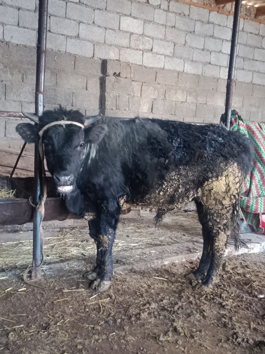 Буқа сатылады аа