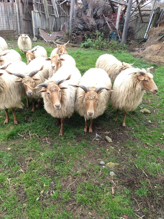 Oi de vânzare Comoraste