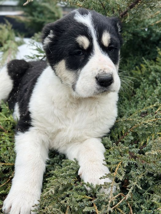 щенки алабая в продаже