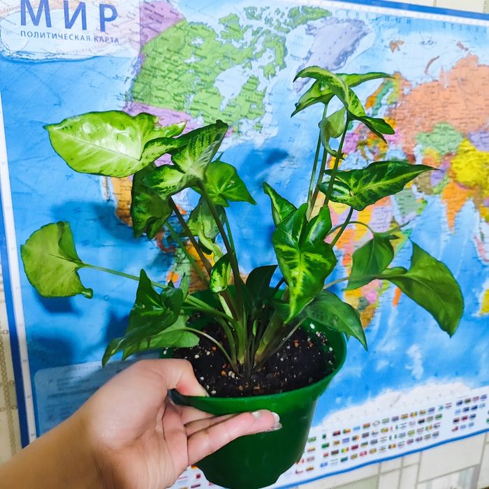 Сингогиум комнатное растение