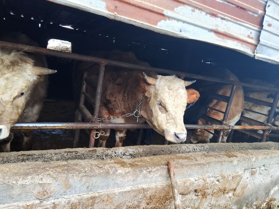 Продам откормленных Бычков