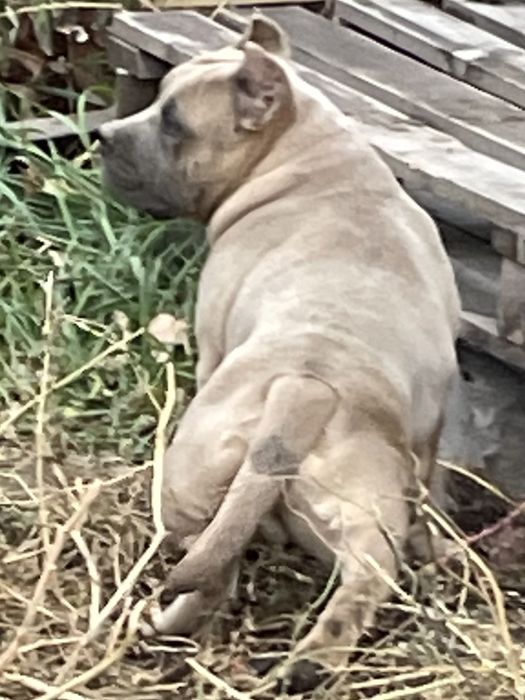 Американский булли