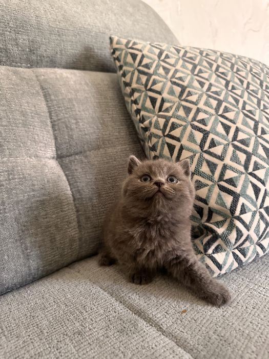 Котенок Британец