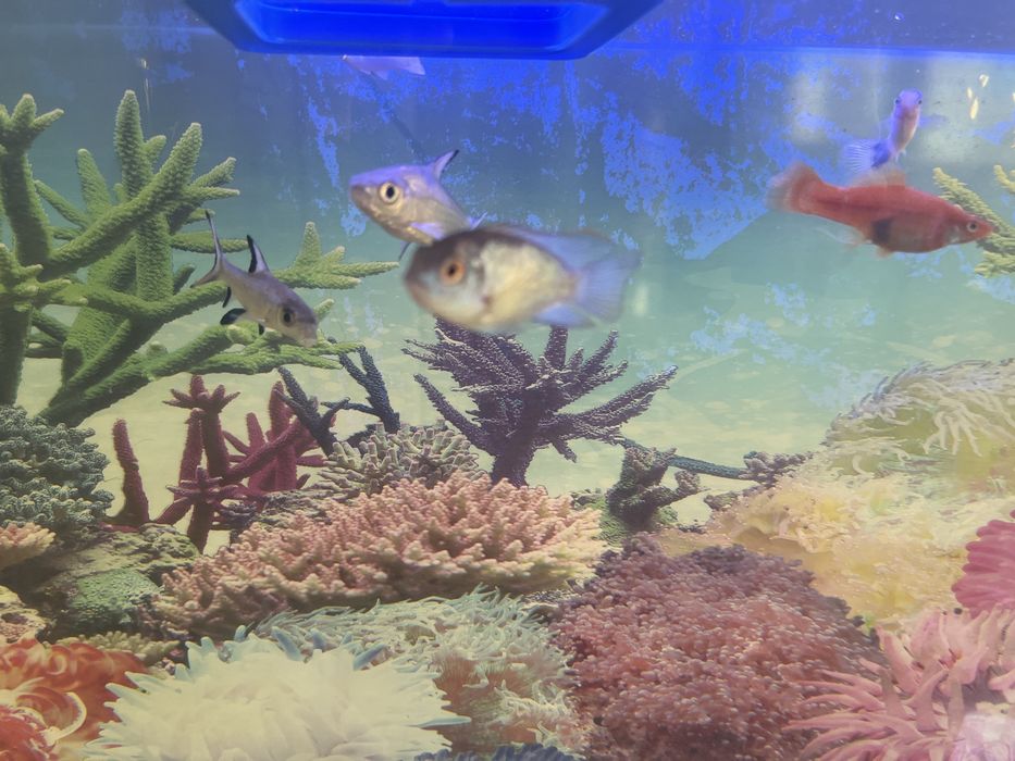 Продажа аквариумных рыб