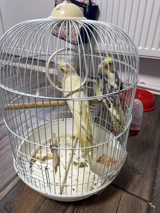 Nimfe  superbe      Bucuresti si imprejurimi