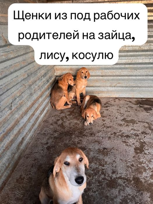 Щенки Русские Гончие