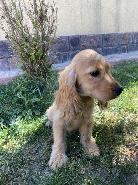 Cocker Spaniel baiat auriu