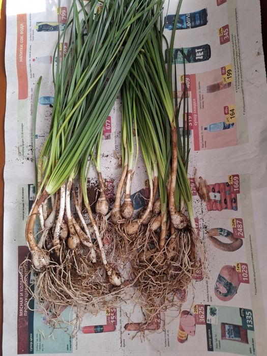 Луковицы зефирантуса