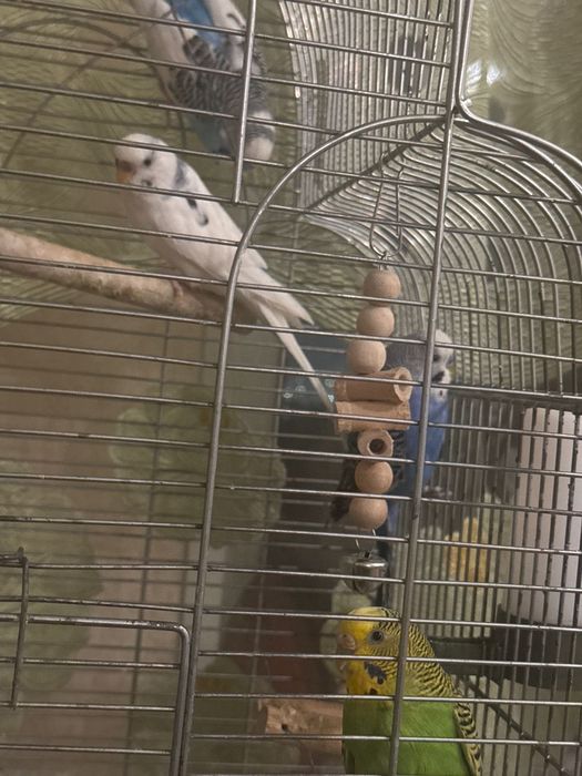 Продам папугай вольности