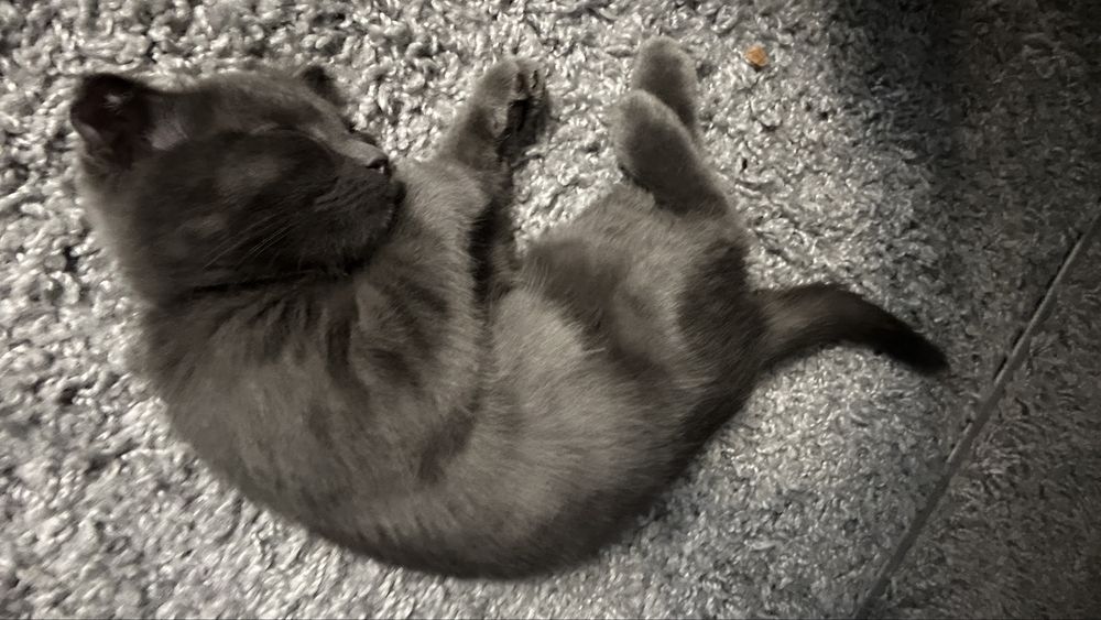 Котенок вислоухая