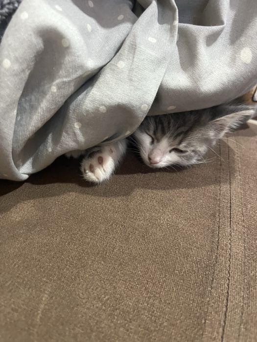 Срочно отдам котенка