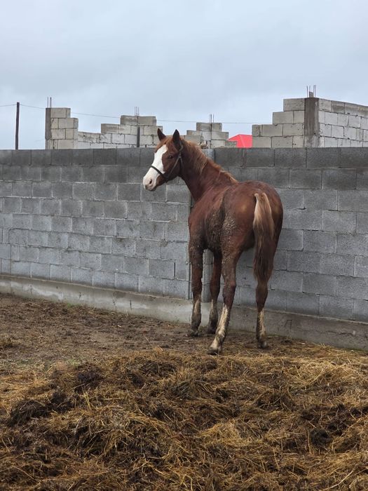 Екі жасар құнан сатылады
