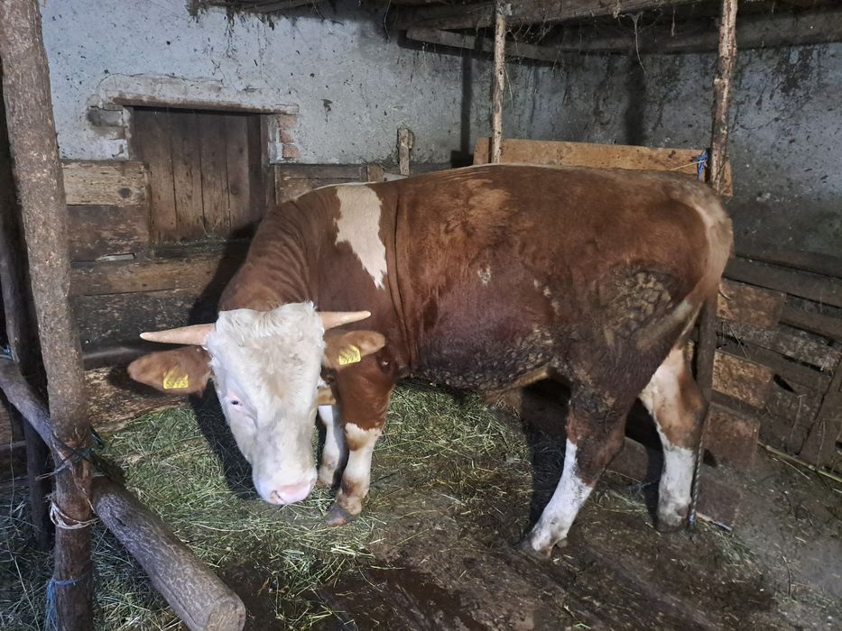 Vând taur pentru taiat