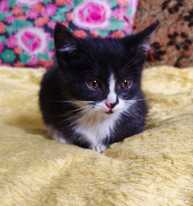 Котёнок в хорошие руки