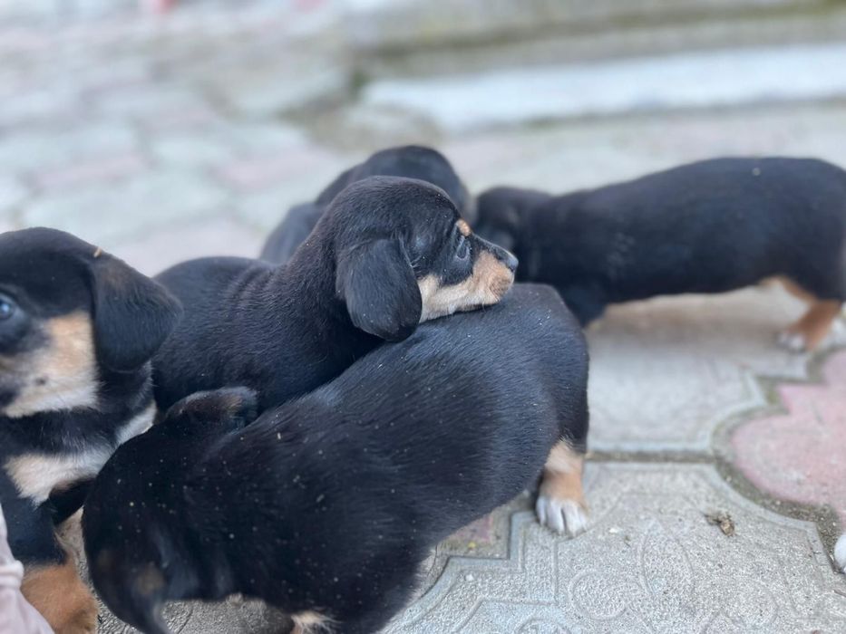 Pui de teckel , 2 luni