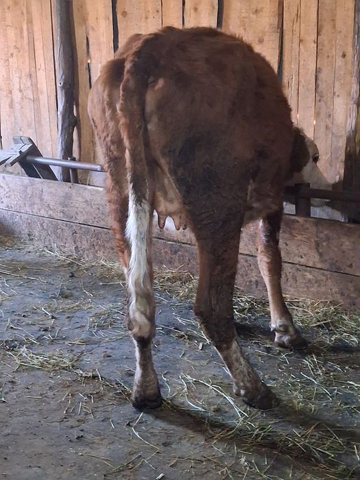 Vând junica baltata gestanta