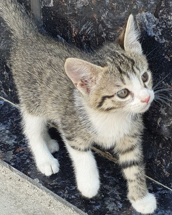 Маленькие котята 3 самцы и 1 самка