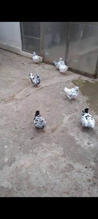 Porumbei Kingi de vânzare