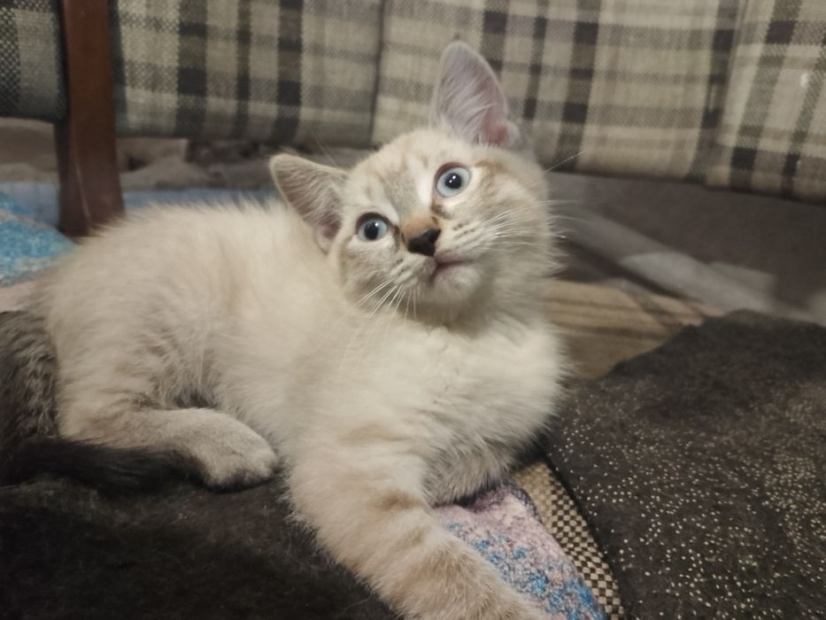 Отдам котиков в хорошие, добрые руки.