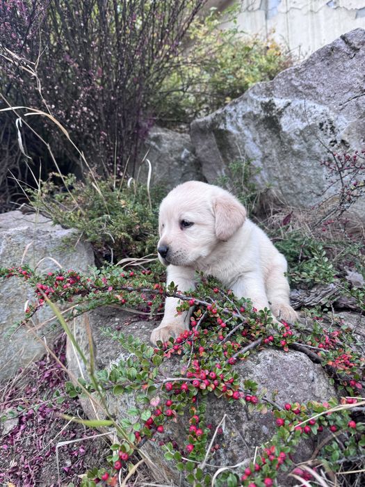 Puiut labrador mascul cu pedigrre