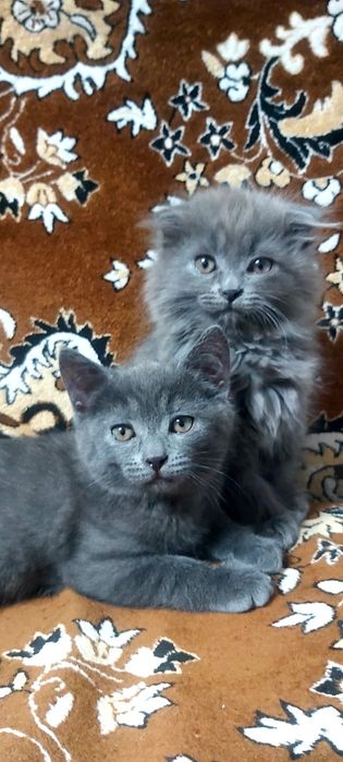 Шотландские котята