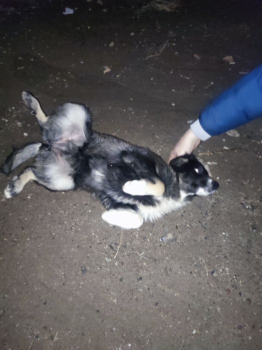 Одам щенков по 3 месяца