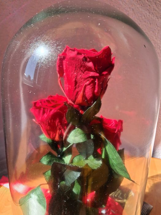 Trandafiri criogenati în cupola de sticla