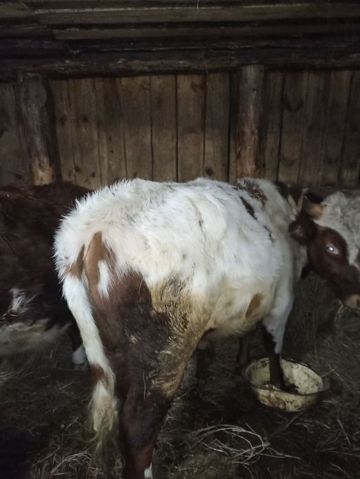 Продам быка с откорма