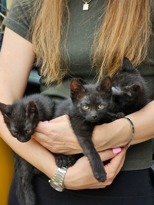 Котята в добрые руки