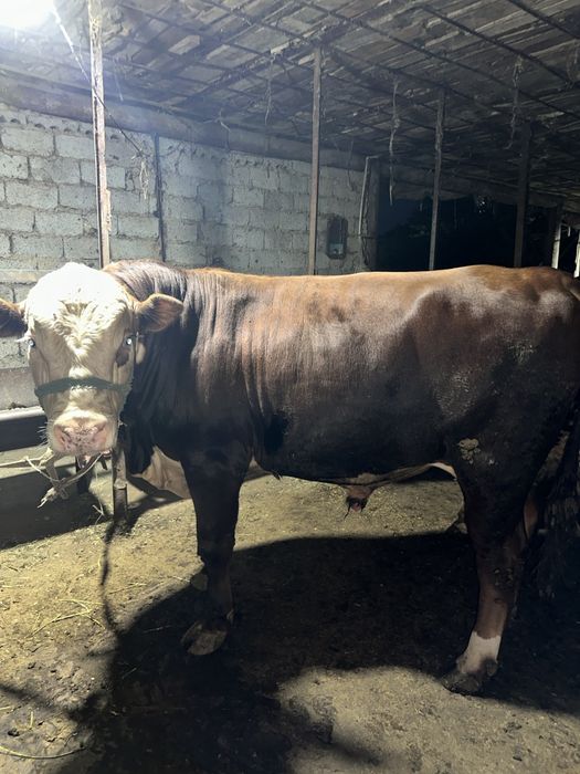 Qurbon xayit ga  ehson qilaman digan okala uchun