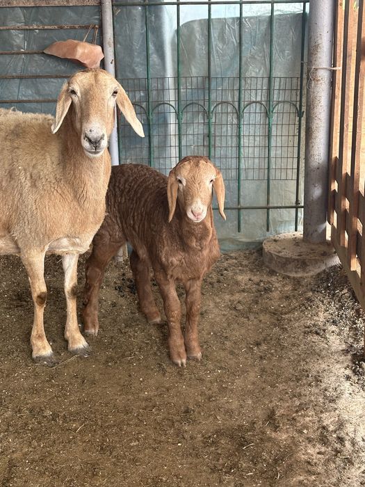 Qirgiziston ARASHANI ona bola