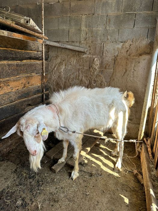 Козёл заанен битал