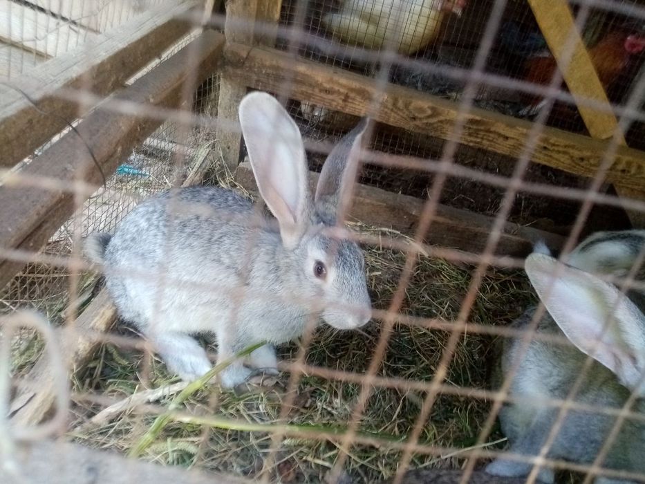 Qoyon bolalari sotiladi 5 oylik