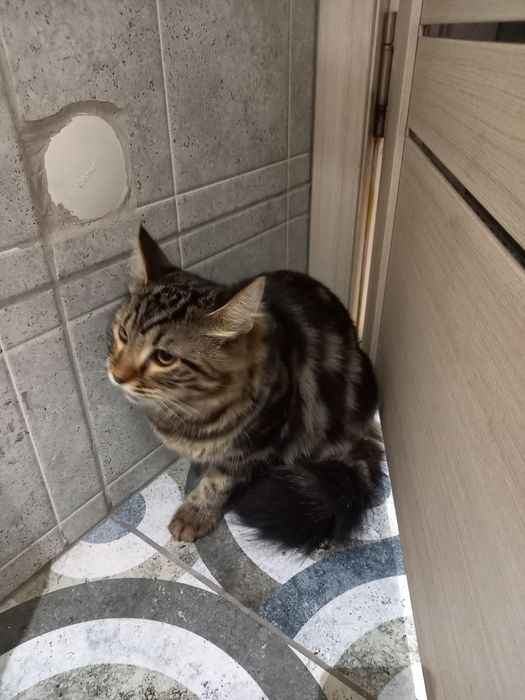 Кошка и кот домашние
