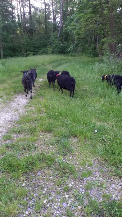 Oi Frisa germana neagra