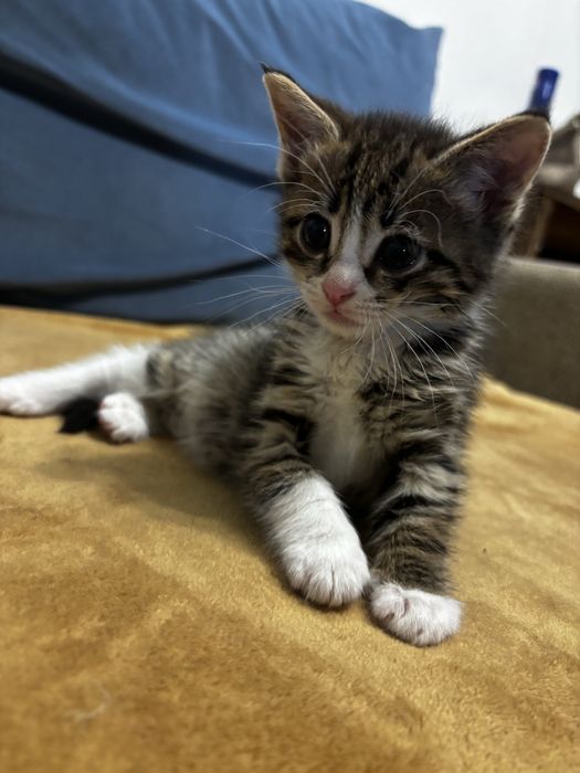 Котёнок(1,5 мес.) г.Алматы