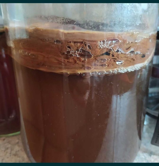 Ceai Kombucha sau Ciuperca Scoby